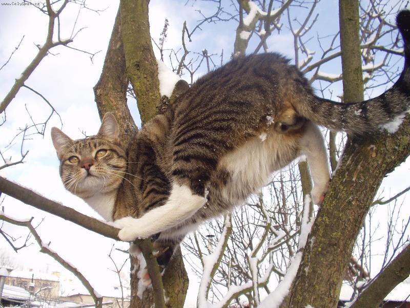 Foto: MOUREK-KO�I�� T�LOCVI�NA