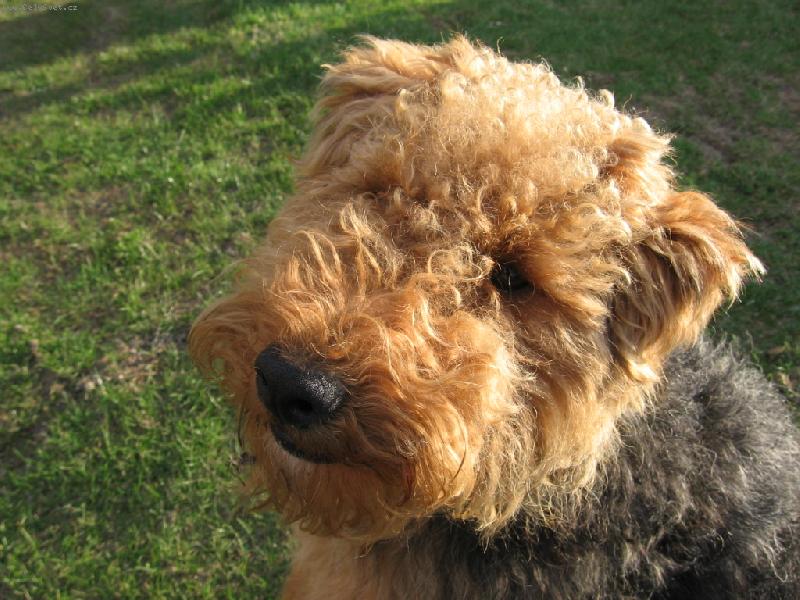 Foto: hun��ek-to je horko,na�t�st� se jdu z�tra st��hat!