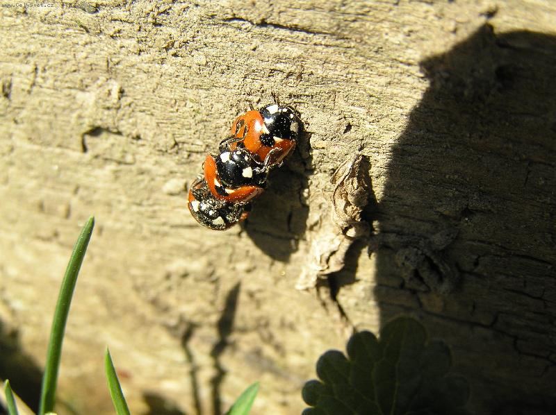 Foto: t�i beru�ky