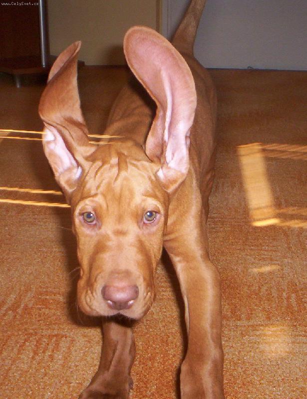 Foto: Merlin-Jelen v ��ji...