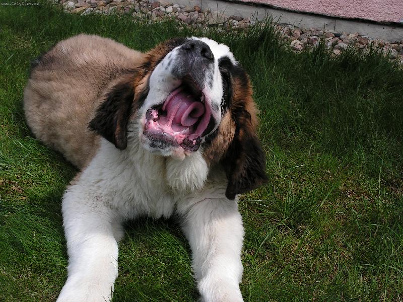 Foto: Fido - p�ich�z� �nava