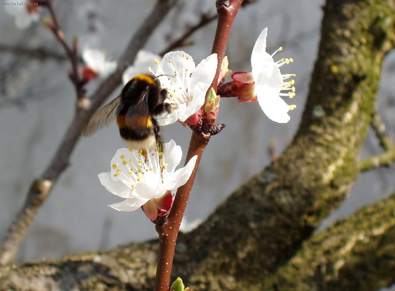 Foto: �mel��ek