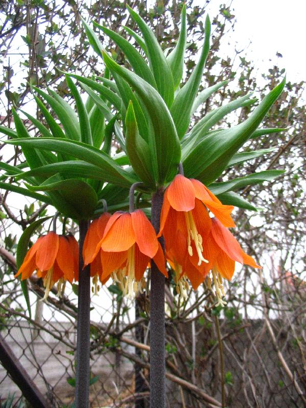 Foto: Kr�lovsk� koruna