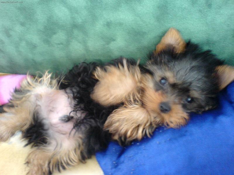 Foto: �ik�sek-Kuk!