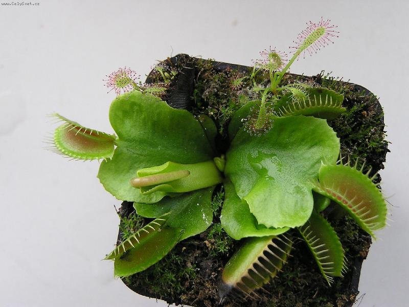 Foto: maso�rav� mucholapka podivn� a drosera capensis