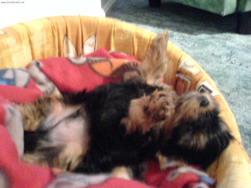 Foto: Speedy-Ruce vzh�ru!!!!