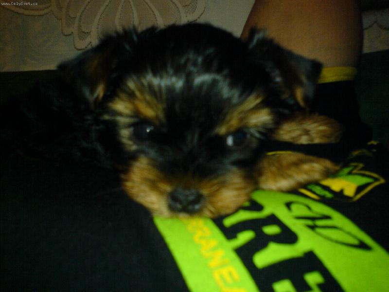 Foto: Speedy-To je kuku�