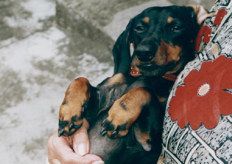 Foto: To jsou ale hlop� vosy jsem po�t�panej v obli�eji