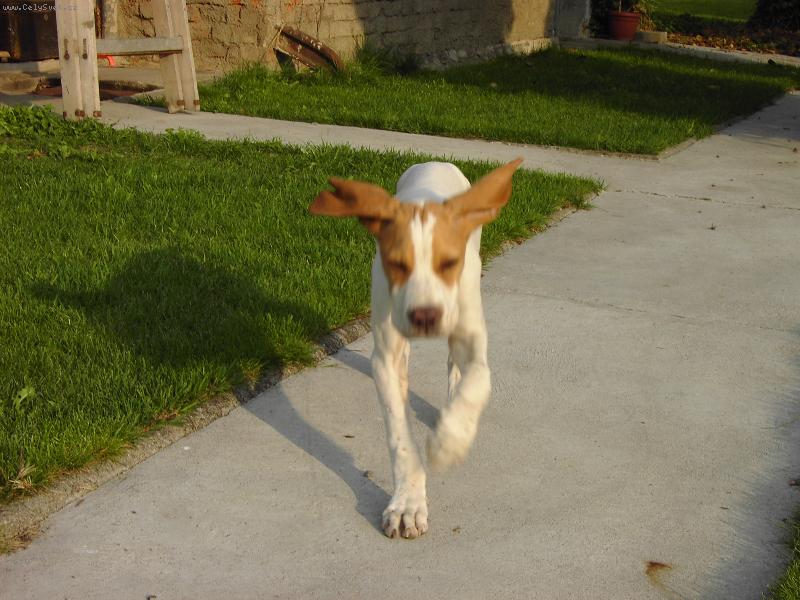 Foto: L�taj�c� �estm�r.....-Max�k b cht�l k��dla