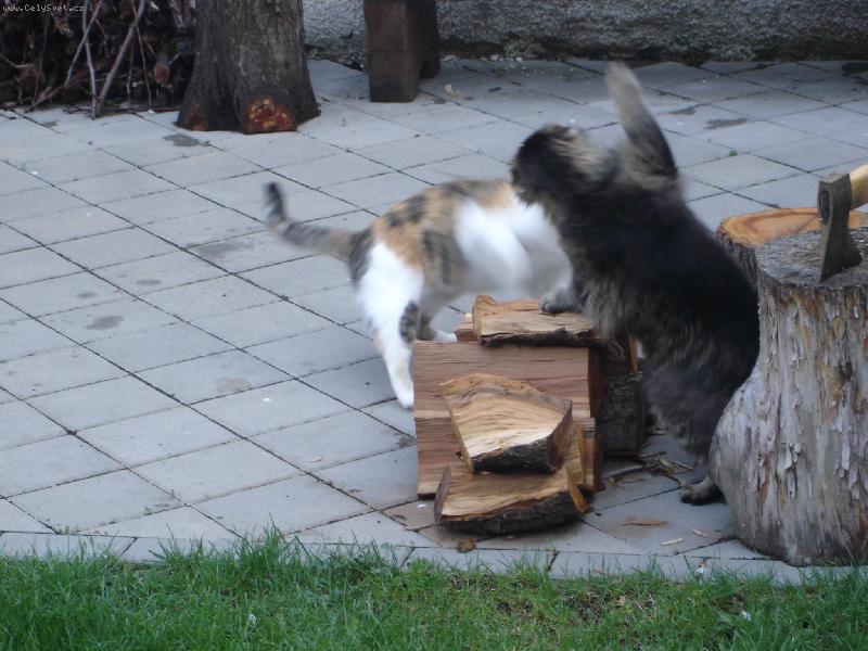 Foto: Ak�n� rva�ka-Macek s Hefidjinou se perou