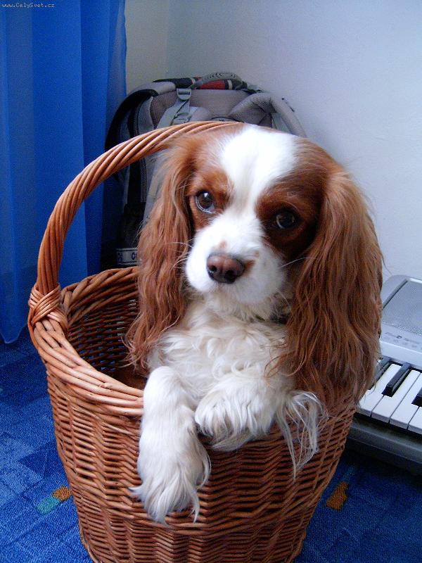 Foto: Luc����ek