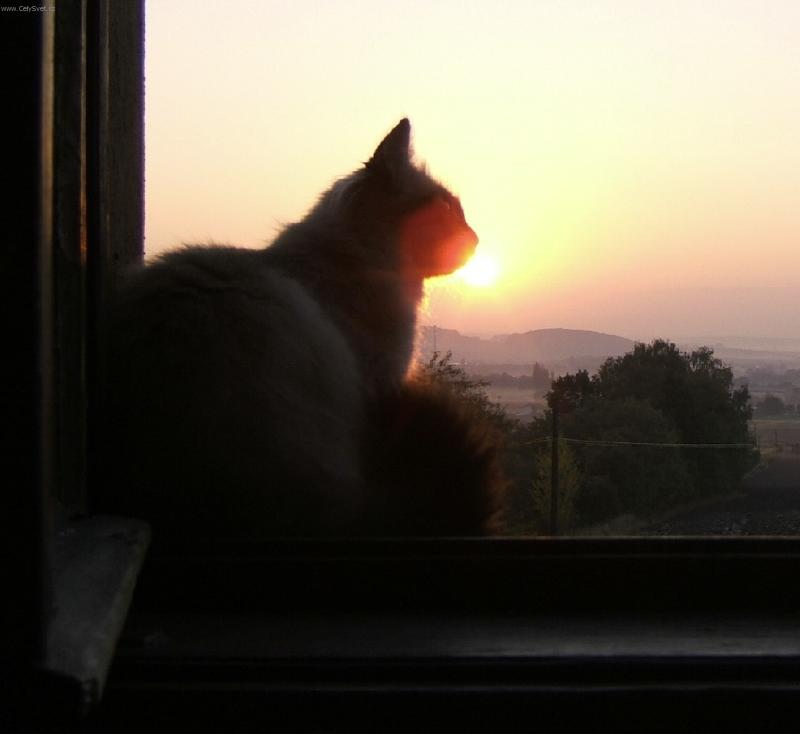 Foto: Ko�ka kter� sn�dla slunce-B�da