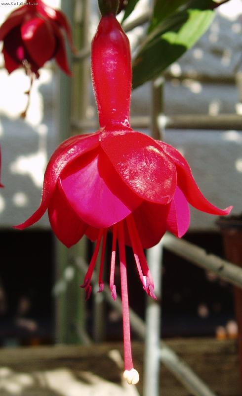 Foto: fuchsie-m�rinka