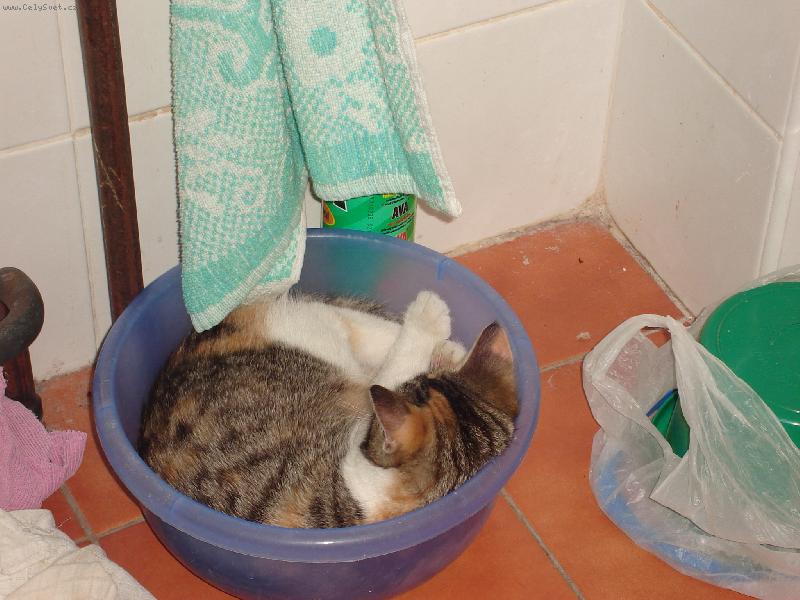 Foto: Usnula v lav�ru