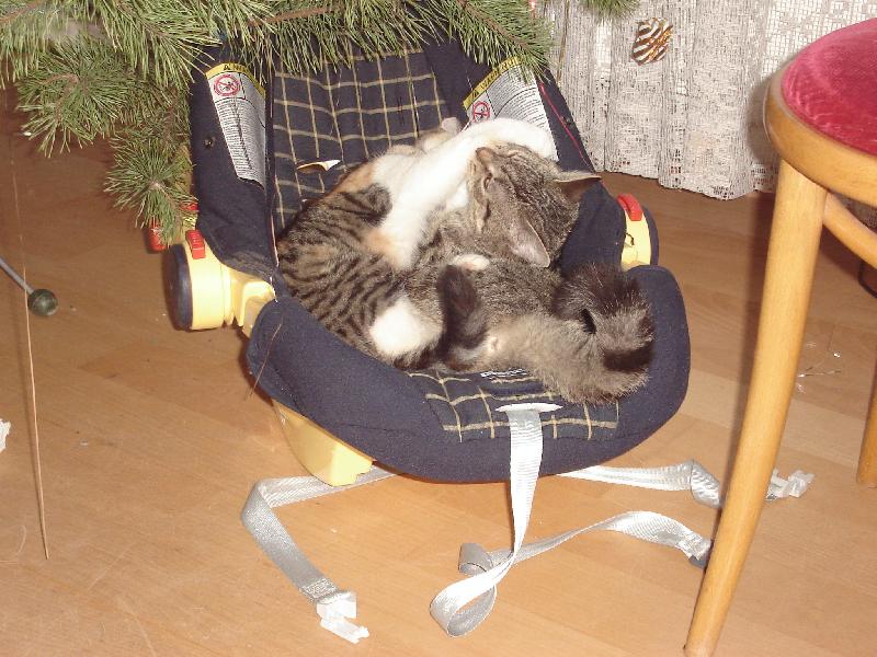 Foto: Miminka pod strome�kem-Kolik jich tam je?