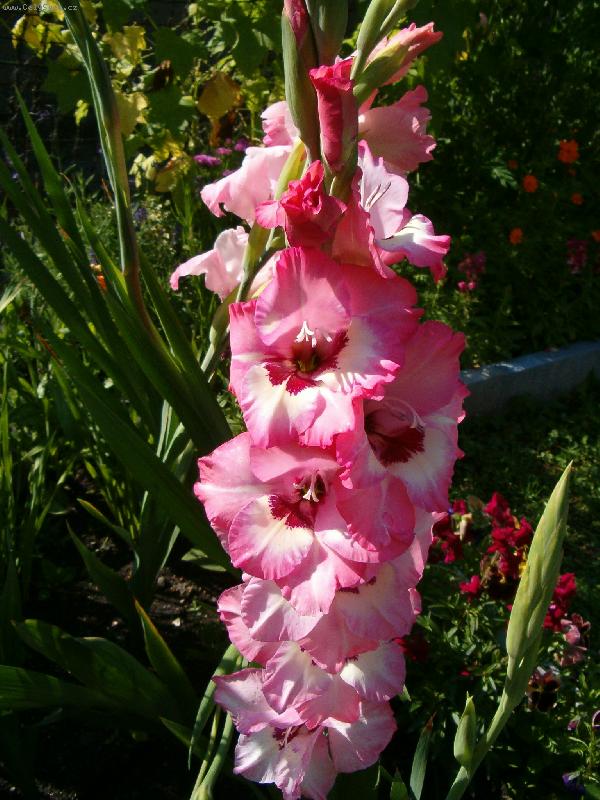 Foto: Gladiola