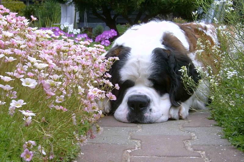 Foto: Bal��ek-Bal��ek na zahrad�