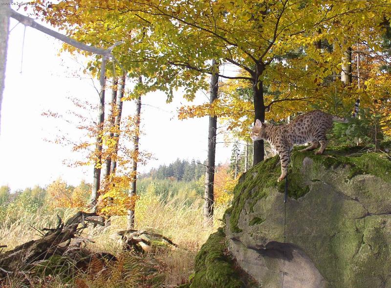 Foto: Savanov� ko�ka