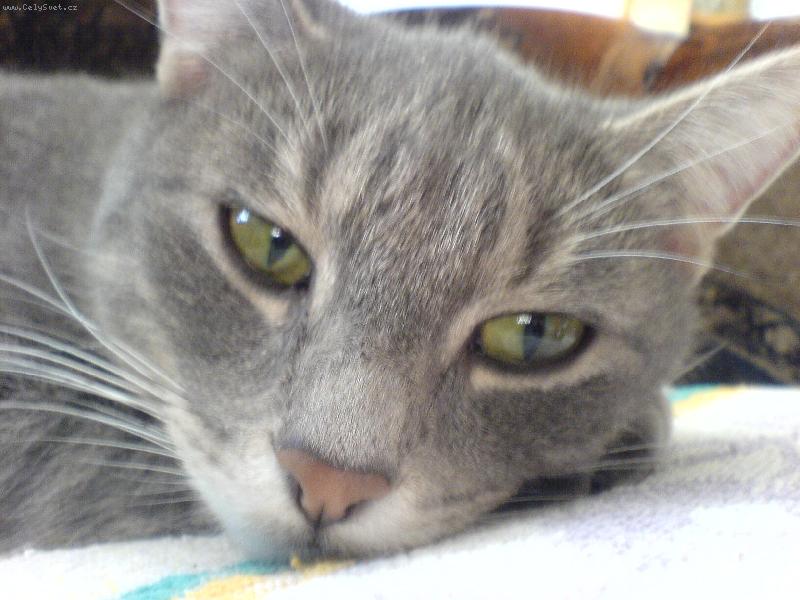 Foto: Betka p�i odpo�inku