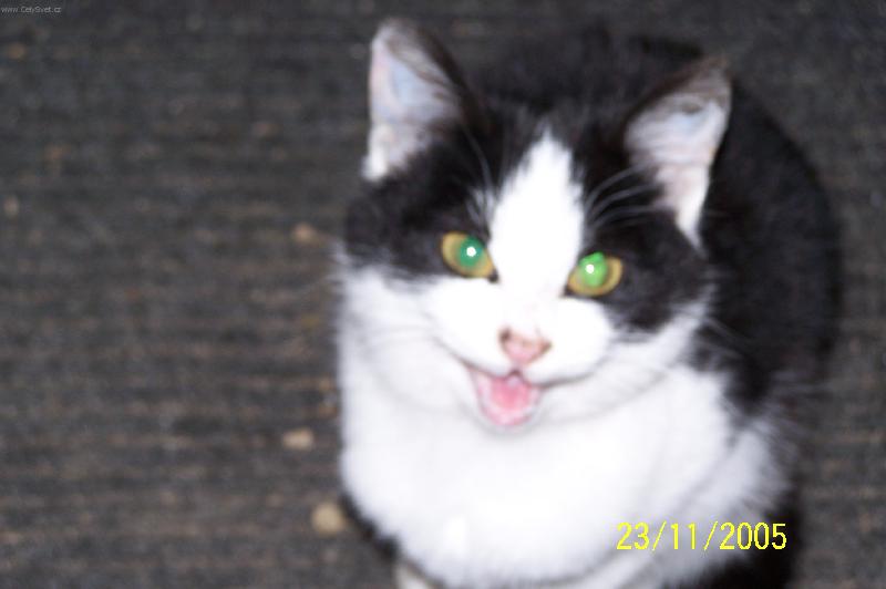 Foto: Modroo�ka-Ko�i�� �sm�v