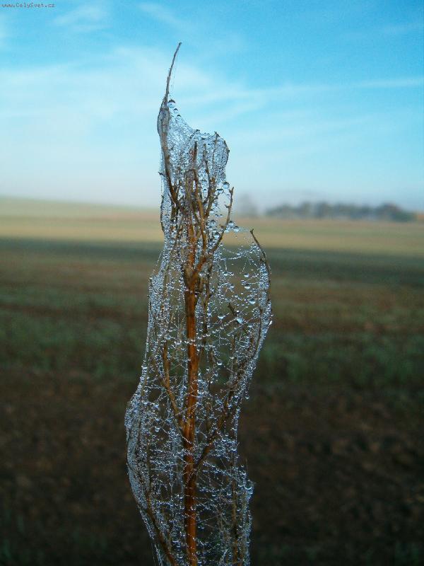 Foto: Pavou�� kr�sa-Sta�� se jen d�vat okolo sebe ;)