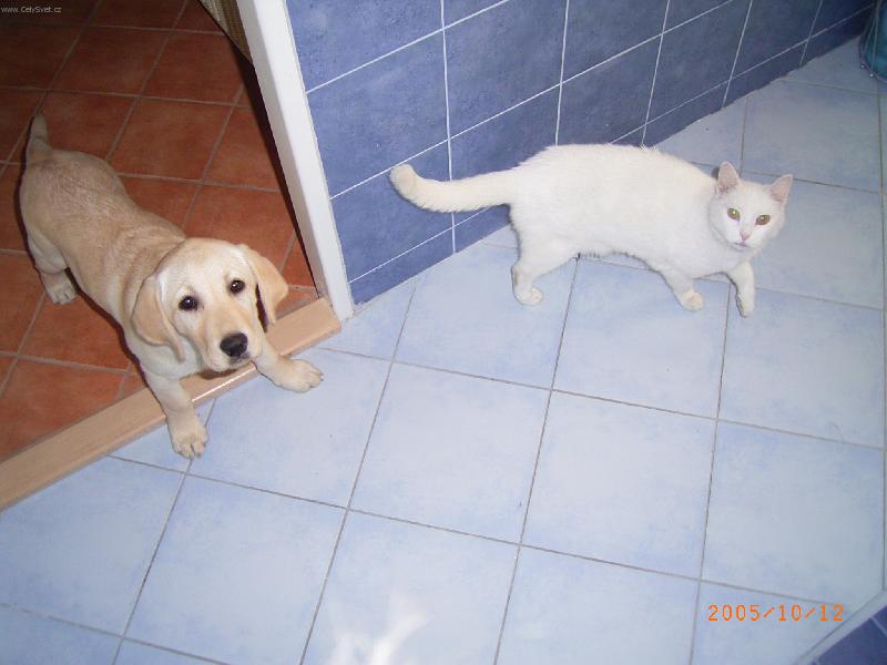 Foto: Labradorka S�rynka-Se svou milovanou ko�i�kou