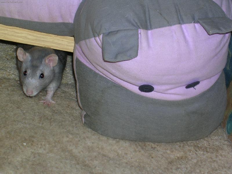 Foto: Porovn�n� hlavi�ek