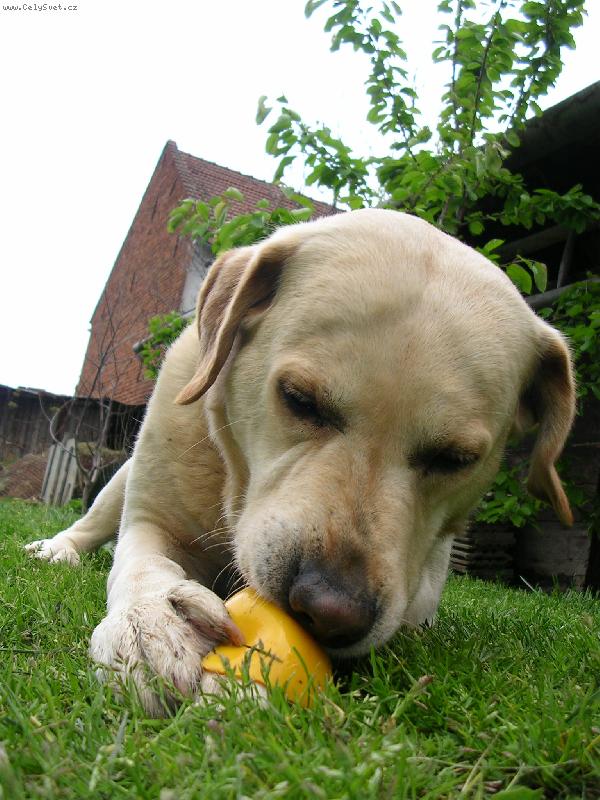 Foto: Spokojen� Sany-Ham, ham.......