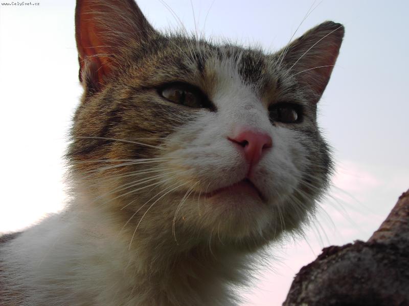 Foto: Frant�k-Ve vzduchu je u� jaro....