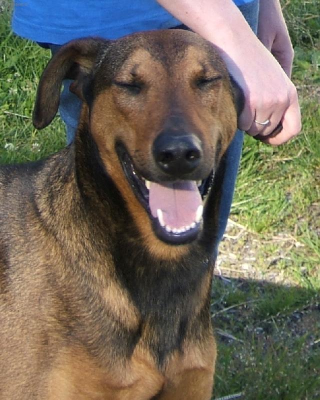 Foto: Eda je po�itk��-Dobrman x n.ov��k