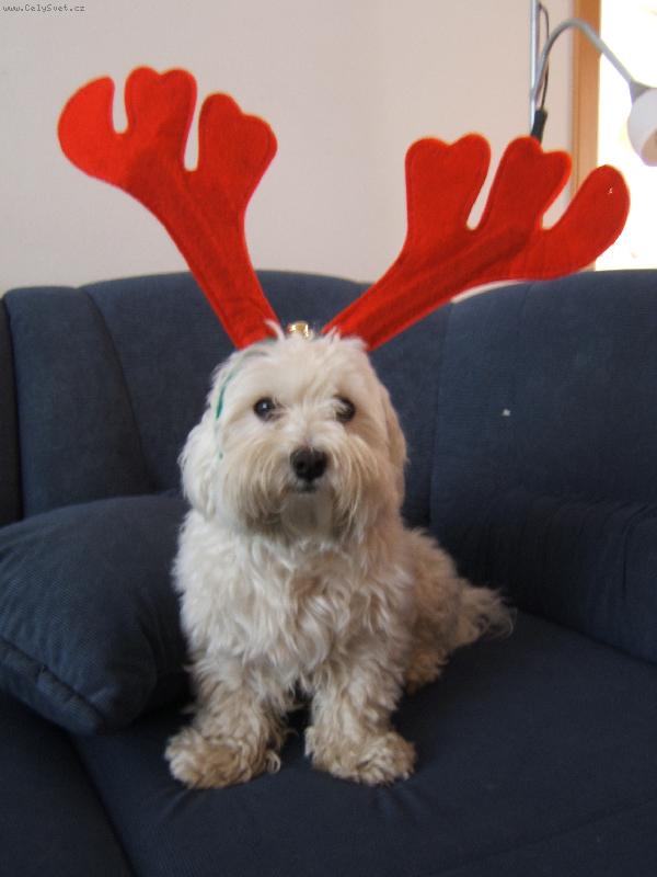 Foto: Nahradn� sob�������k!!!!;o)