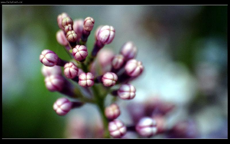 Foto: Syringa vulgaris - �e��k obecn�