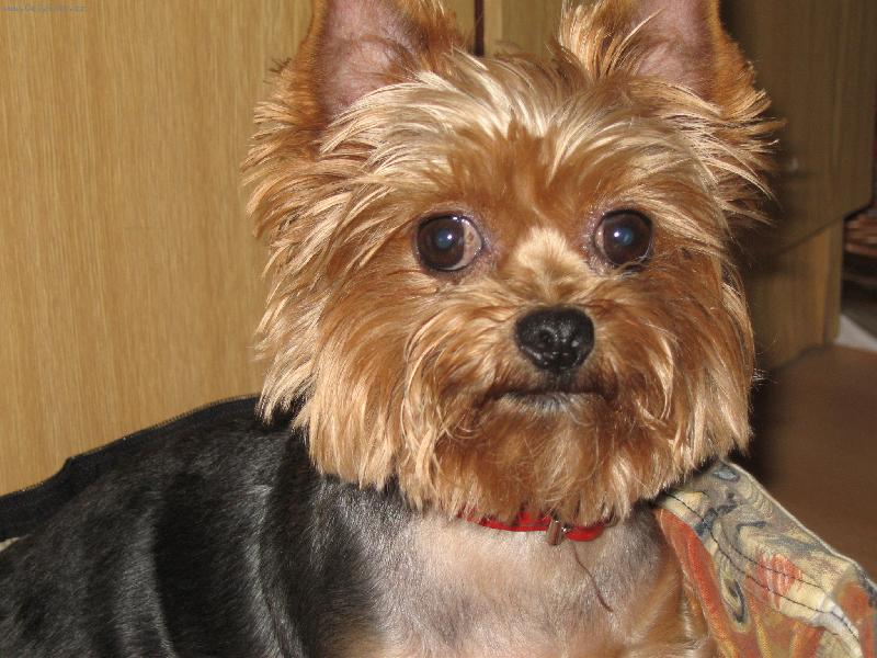 Foto: na�e mal� Kesinka