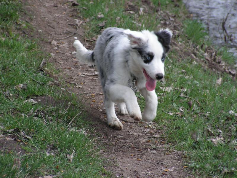 Foto: Honem za pani�kou