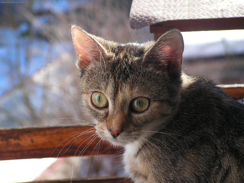 Foto: Pepinka-�ek�n� na ko�ist