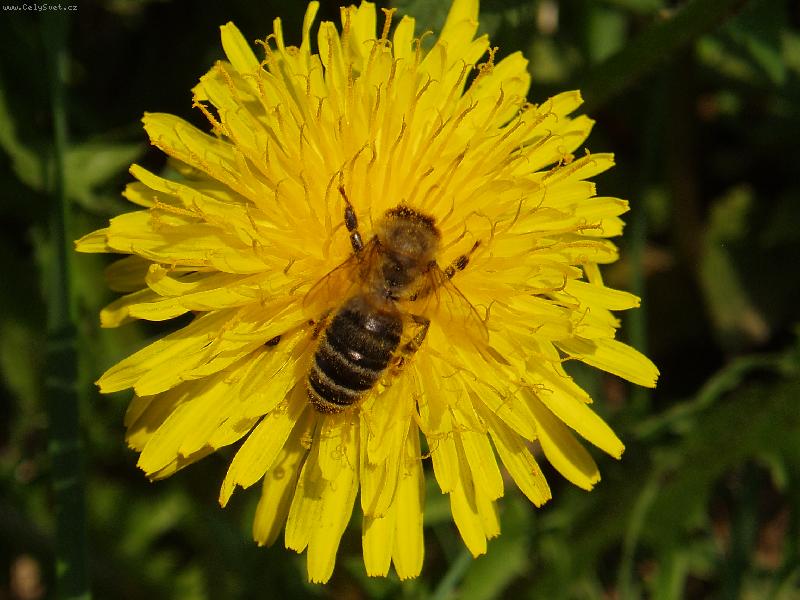 Foto: v�ela na pampeli�ce