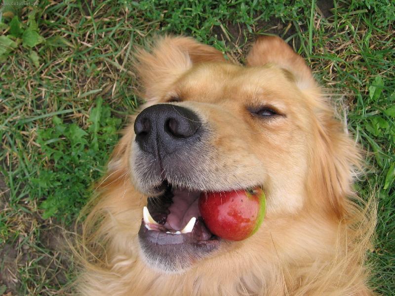 Foto: M�m r�d jablka