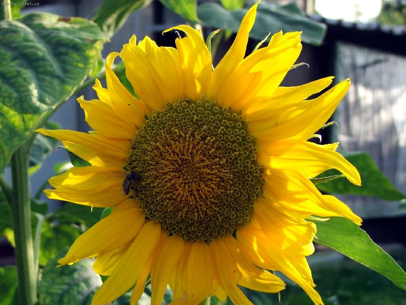 Foto: rostlina-v�elka na slune�nici