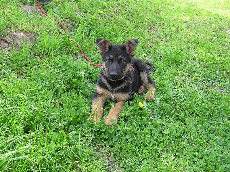 Foto: desetit�denn� �t���tko-m�j nov� kamar�d