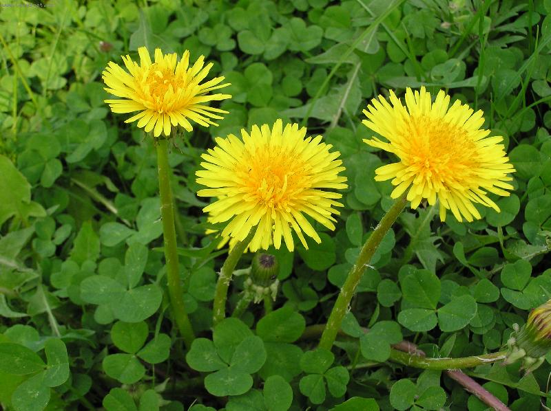 Foto: Smetanka l�ka�sk�-Pampeli�ky v pln�m kv�tu