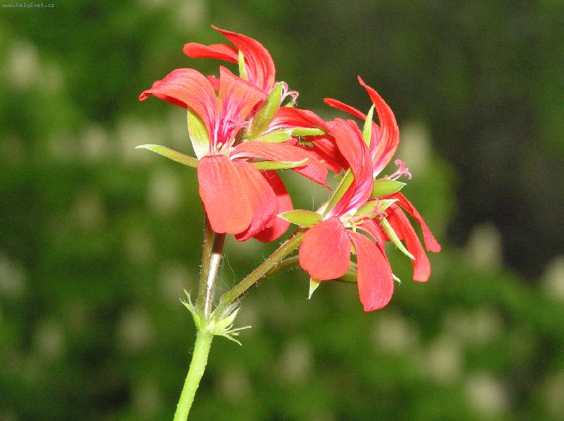 Foto: Na balkon�1-mu�k�t