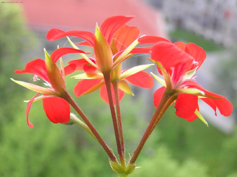 Foto: Na balkon�3-mu�k�t