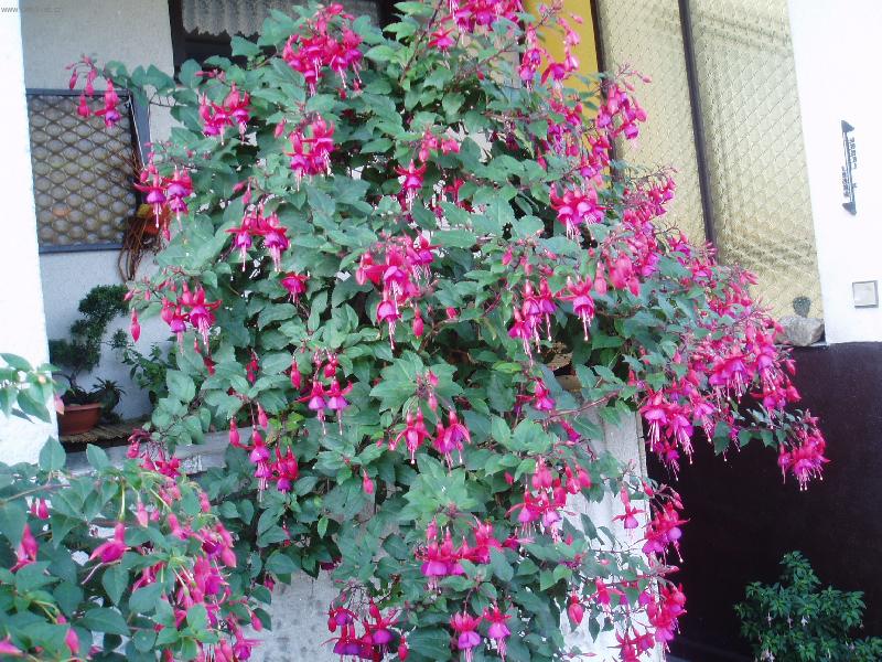 Foto: 8 - let� fuchsie