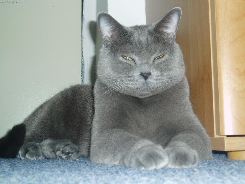 Foto: Ton�nek-Sfinga