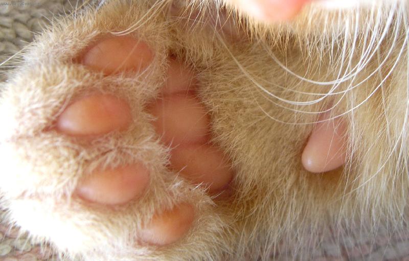 Foto: tlapka mal�ho zrzka