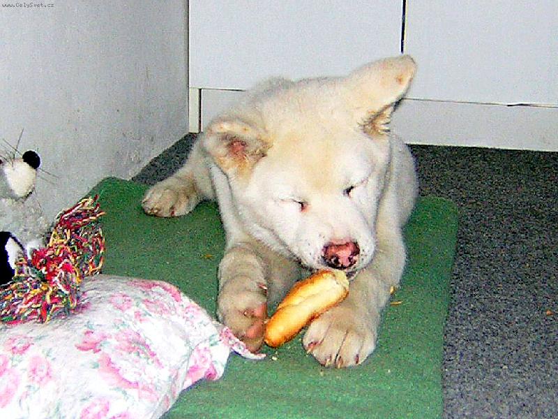 Foto: M�j prvn� rohl�k-Akimek 4 m�s.