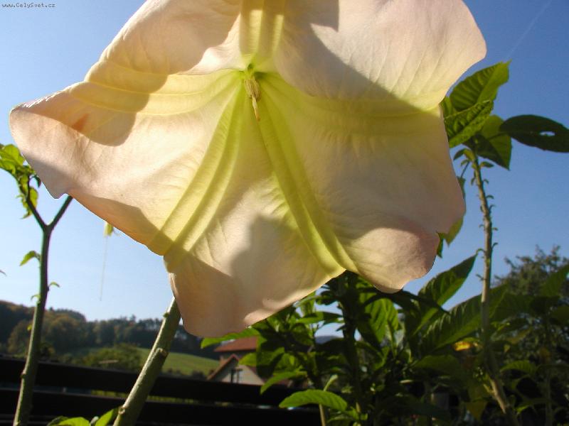 Foto: Durmany-sem�nka.....z nich sou stavy