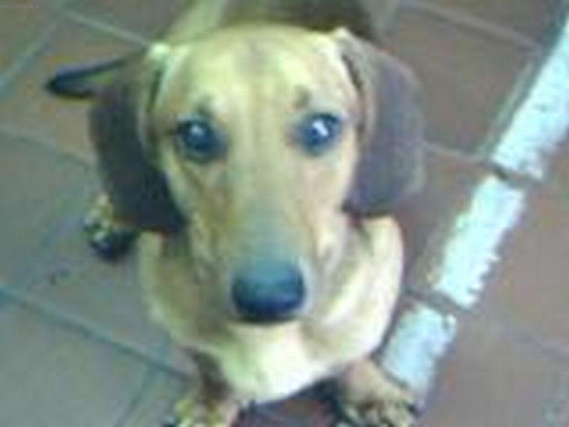 Foto: nej pejsanek:)