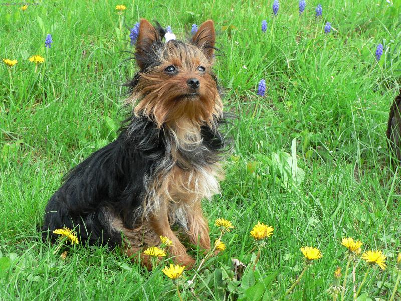 Foto: Lilly-.....Fotomodelka.......