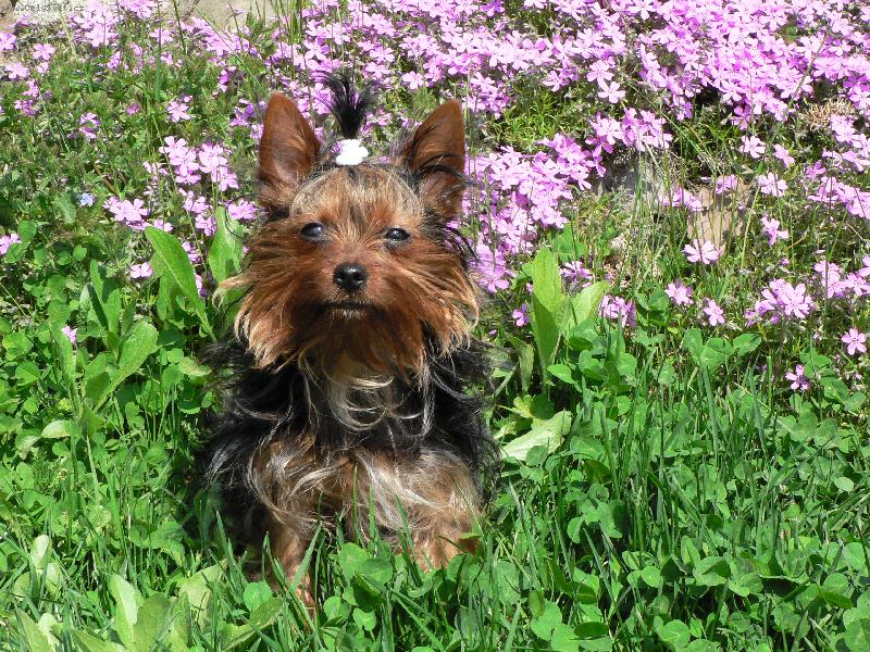 Foto: Lilly-Kyti�ky m�m nejrad�ji.......